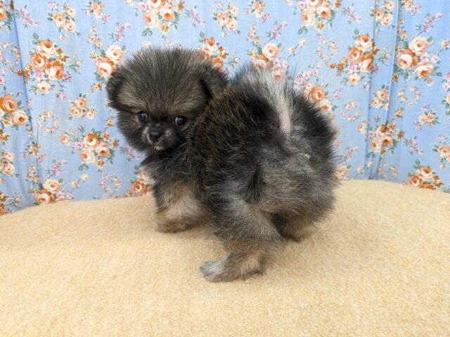 ポメチー（ポメチワ）