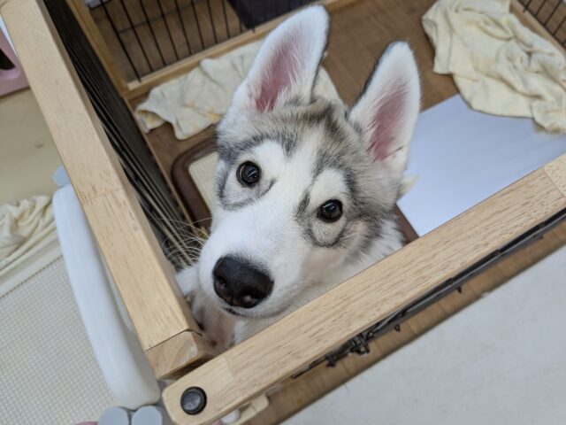 シベリアンハスキー