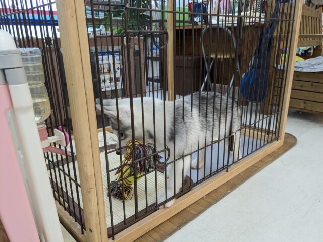 シベリアンハスキー