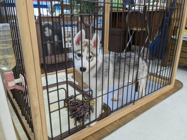 シベリアンハスキー