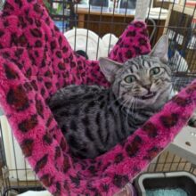 最新画像更新！！甘えんぼハイテンションガール💗　マンチカンの女のコ　2025/10/17撮影