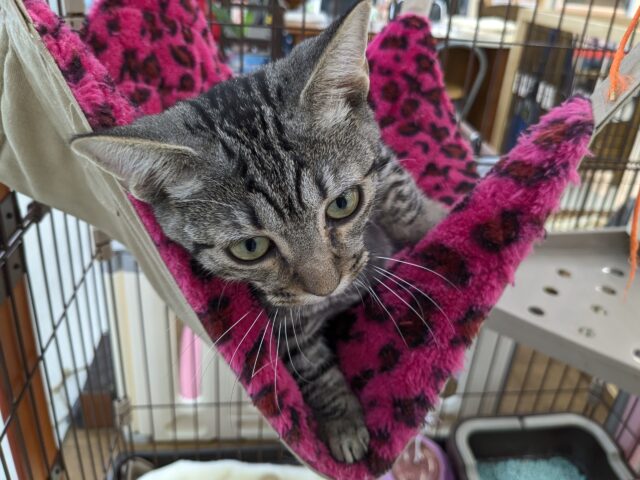 最新画像更新!!甘えんぼハイテンションガール💗 マンチカンの女のコ 2025/10/17撮影 マンチカン