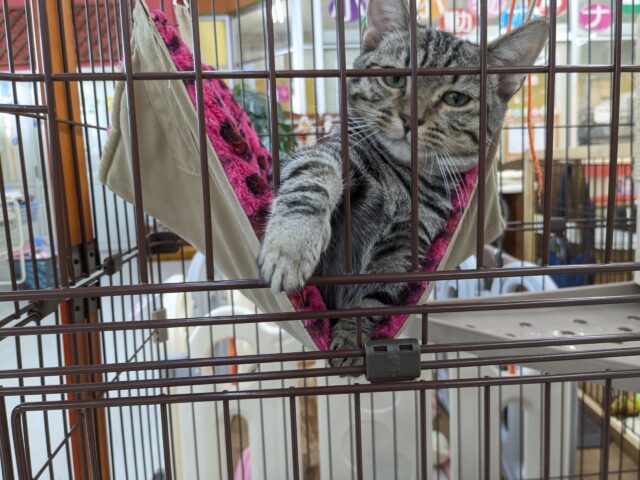 最新画像更新!!甘えんぼハイテンションガール💗 マンチカンの女のコ 2025/10/17撮影 マンチカン