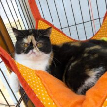 最新画像更新☆ぺちゃ顔天使☆　エキゾチックショートヘアの女のコ　2025.10/14撮影