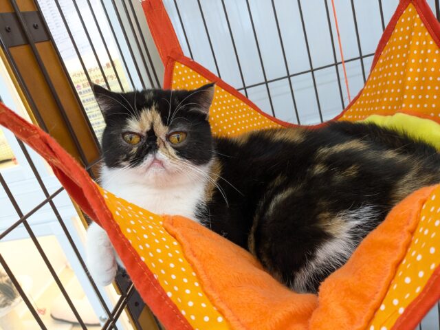 最新画像更新☆ぺちゃ顔天使☆　エキゾチックショートヘアの女のコ　2025.10/14撮影