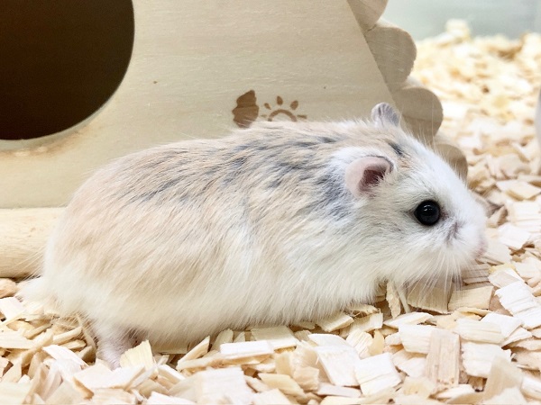 ロボロフスキーハムスター 男の子 かわいい色変わりさんたちです! ロボロフスキーハムスター