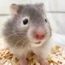 セーブルハムスター（バンデット）　つぶらなおめめがかわいい子！