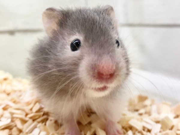 セーブルハムスター（バンデット）　つぶらなおめめがかわいい子！