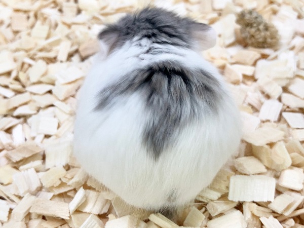 ロボロフスキーハムスター 男の子 かわいい色変わりさんたちです! ロボロフスキーハムスター