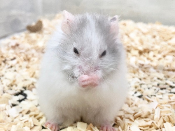 セーブルハムスター(バンデット) 白くて丸くてふわふわです♪ ゴールデンハムスター