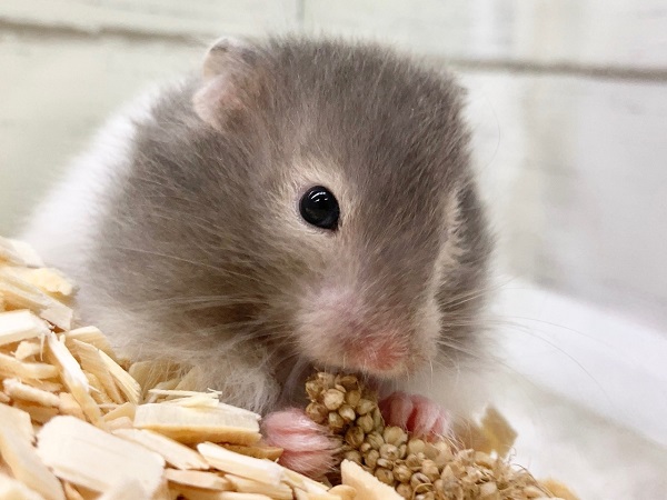 ゴールデンハムスター