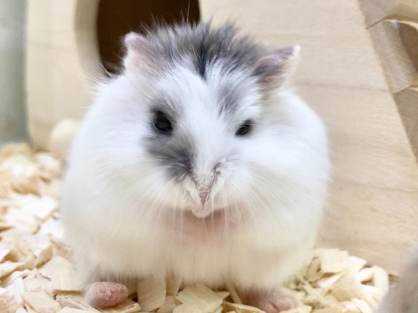 ロボロフスキーハムスター