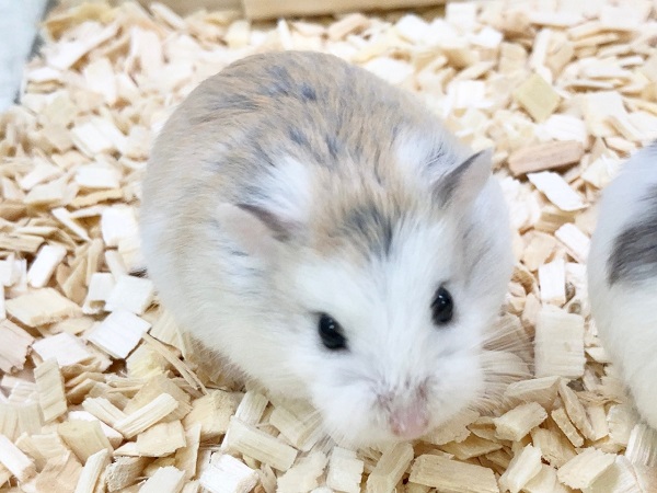 ロボロフスキーハムスター 男の子 かわいい色変わりさんたちです! ロボロフスキーハムスター