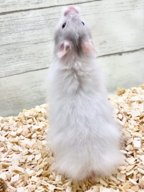 セーブルハムスター(バンデット) 白くて丸くてふわふわです♪ ゴールデンハムスター