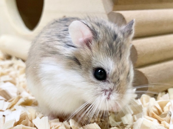 ロボロフスキーハムスター