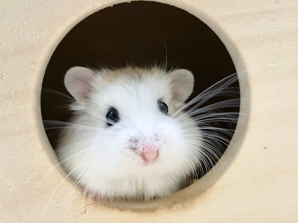 ロボロフスキーハムスター 男の子 かわいい色変わりさんたちです! ロボロフスキーハムスター
