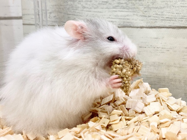 セーブルハムスター(バンデット) 白くて丸くてふわふわです♪ ゴールデンハムスター