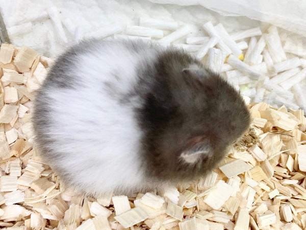 ゴールデンハムスター