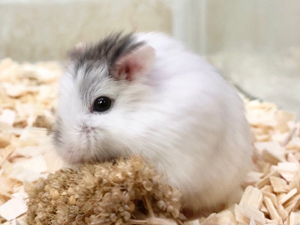 ロボロフスキーハムスター