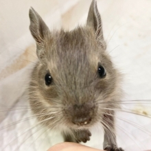 デグー（ブルー）　男の子　びびりさんだけど馴れそうな予感！