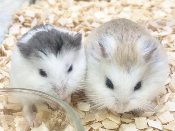 ロボロフスキーハムスター 男の子 かわいい色変わりさんたちです! ロボロフスキーハムスター 男の子 かわいい色変わりさんたちです!