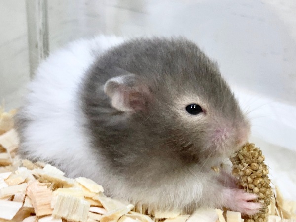 ゴールデンハムスター