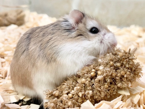 ロボロフスキーハムスター