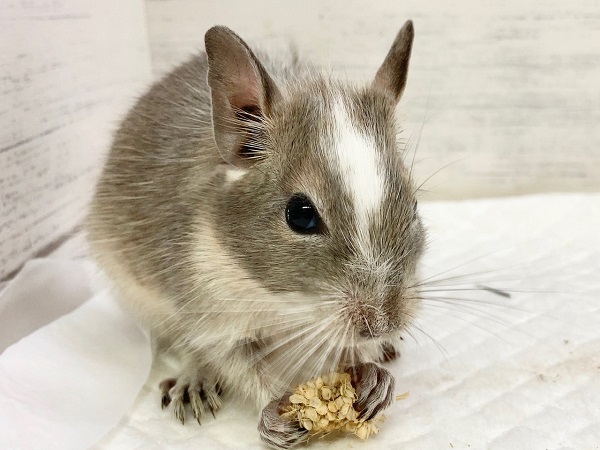 デグー（ブルーパイド）　女の子　成長が楽しみ♪美人なデグーさんが来ました！