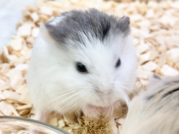 ロボロフスキーハムスター 男の子 かわいい色変わりさんたちです! ロボロフスキーハムスター