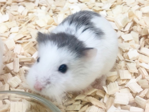 ロボロフスキーハムスター 男の子 かわいい色変わりさんたちです! ロボロフスキーハムスター