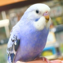 最新画像になります☆　黒真珠★　プレミアム感しかないねっ　セキセイインコ　オパーリン〜〜　