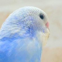 最新画像になります☆　可愛いが多過ぎた♪うろこ雲☁️🩵🍂　セキセイインコ（ブルースパングル）