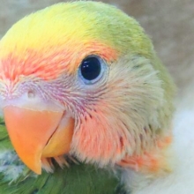 わぁ～～♨　ｽﾃｷな出会いになってしまいましたねぇ☆彡　コザクラインコ　タイガーチェリー～～