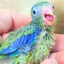 手の上の存在感☆彡　感じてみません？？　マメルリハインコ　ノーマル～～