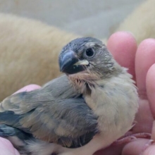 最新画像になります☆への字がはこぶーー幸せ☆　桜文鳥〜〜