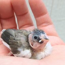 ミニミニサイズのヒナ！十姉妹さん