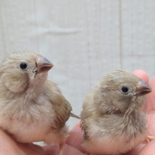 最新画像あります！小さな可愛いマロングラッセ🌰2つ💕キンカ鳥さんヒナフォーン