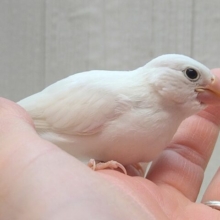 最新画像あります！真っ白スワンちゃん🦢白文鳥ヒナさん