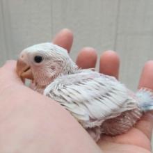 カラーはＤＢＶＣＯ！コザクラインコヒナさん