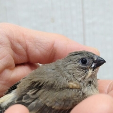 目力強めです！キンカ鳥ヒナさんノーマル