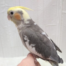 最新画像あります！ガーガーが止まりません⋆͛🦖⋆͛オカメインコパイドカラー🔥