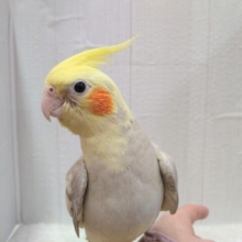 最新画像あります！立派な王冠でお出迎え👑 ⸝⸝オカメインコのシナモンパイド🌟す