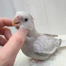 最新画像有ります❗️優しさ溢れる🫶💕︎︎モノトーンのオシャレさん😎✨オカメインコ(ホワイトフェイスシナモンパール)