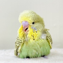 もふもふにっこり😊ゴキゲンなジャンボセキセイインコちゃん（ヒナ）