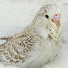 【最新画像更新🪄】声高らかに♬元気よく🐣🌾ジャンボセキセイインコ(ノーマル) ヒナ