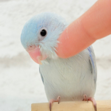 【最新画像更新🪄ひとり餌‪になりました☆】アイスブルーの輝き🐣❄️マメルリハ(アメリカンホワイト) ヒナ 男の子