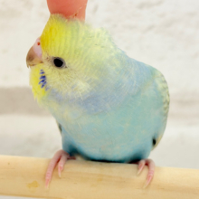 【最新画像・動画更新🪄ひとり餌‪になりました☆】おめめくりくり.*･ﾟレインボー🐣🪇セキセイインコ(パステルカラーレインボー) ヒナ