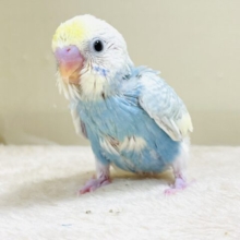 爽やかクリームソーダ🩵💛セキセイインコ（パステルレインボースパングル）ヒナ