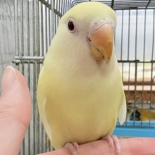 【最新画像🪄︎︎💫ひな餌卒業】赤い瞳とクリームカラーの奇跡のマッチ❣️コザクラインコ(クリームルチノー)
