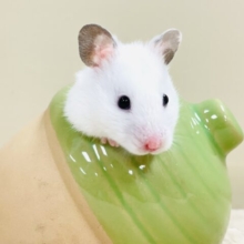 ほっぺパンパン！食いしん坊ハムちゃん🐹カラーハムスター（女の子）